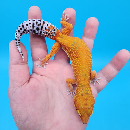 Female Mandairn Inferno Hypo