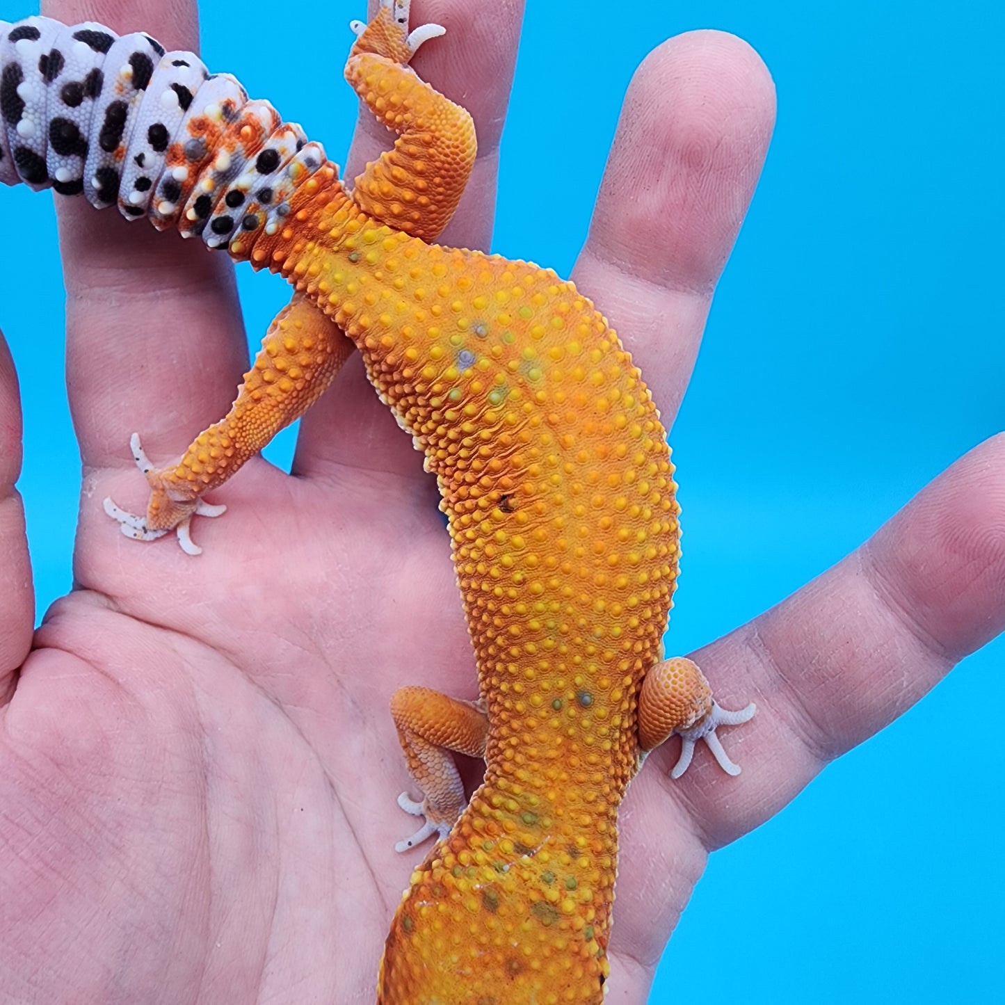 Female Mandairn Inferno Hypo