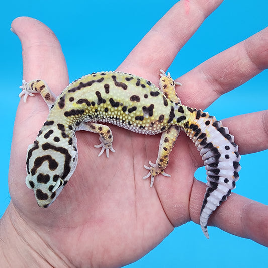 Female Hyper Xanthic Bold Bandit possible W&Y (with tail stripes)