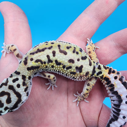 Female Hyper Xanthic Bold Bandit possible W&Y (with tail stripes)