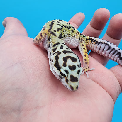 Female Hyper Xanthic Bold Bandit possible W&Y (with tail stripes)