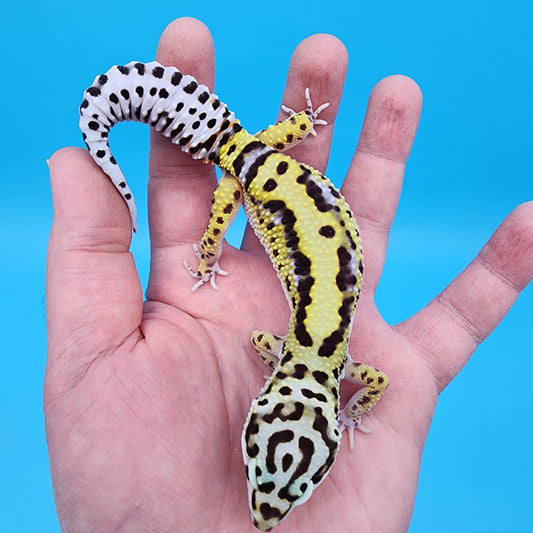 Female Hyper Xanthic Bold Stripe Bandit