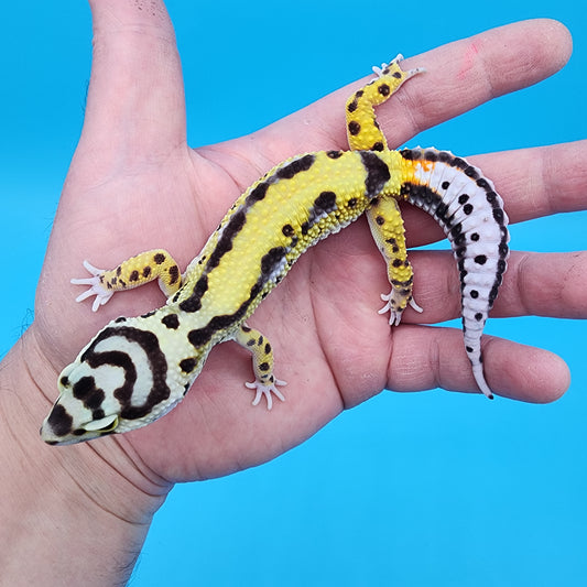 Male Hyper Xanthic Halloween Mask Bold Stripe Bandit (with tail stripes)