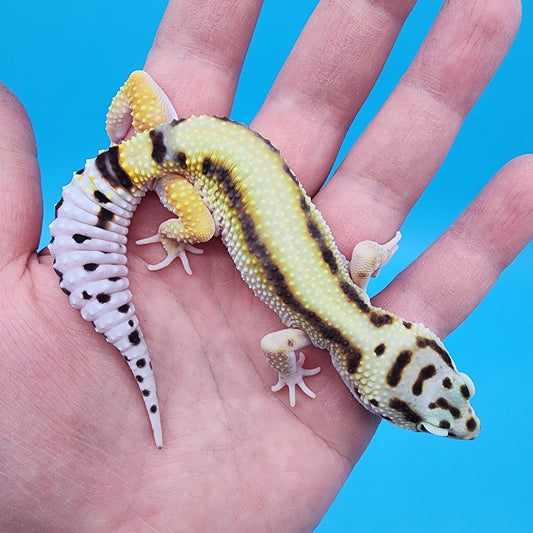 Male Hyper Xanthic Bold Stripe White & Yellow