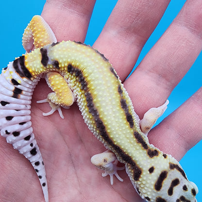 Male Hyper Xanthic Bold Stripe White & Yellow