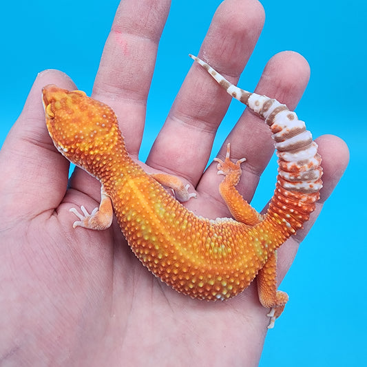 Female Mandarin Inferno Red Stripe White Lip Tremper Albino