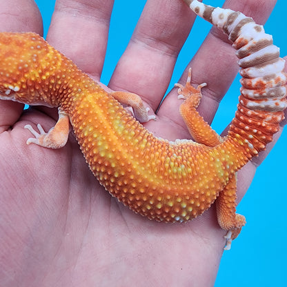 Female Mandarin Inferno Red Stripe White Lip Tremper Albino