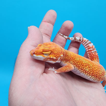 Female Mandarin Inferno Red Stripe White Lip Tremper Albino