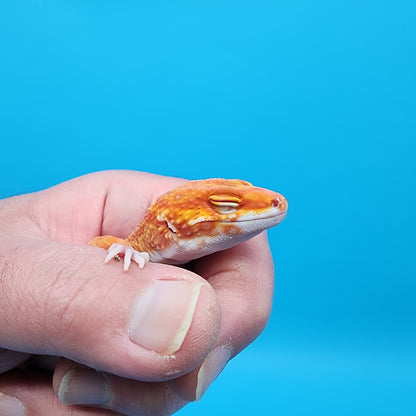 Female Mandarin Inferno Red Stripe White Lip Tremper Albino