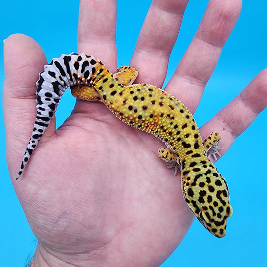 Female Cheetah Emerine