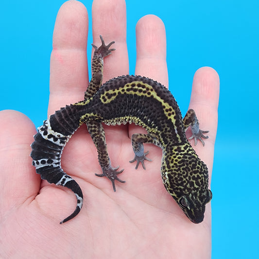Female Black Night (B-Tier)