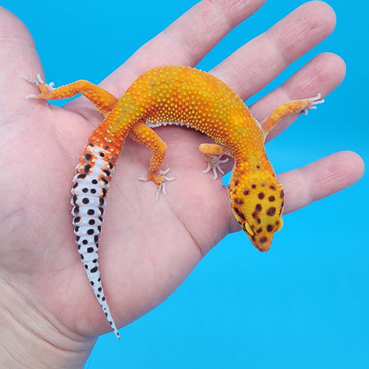 Female Red Diamond Mandarin Inferno Emerine