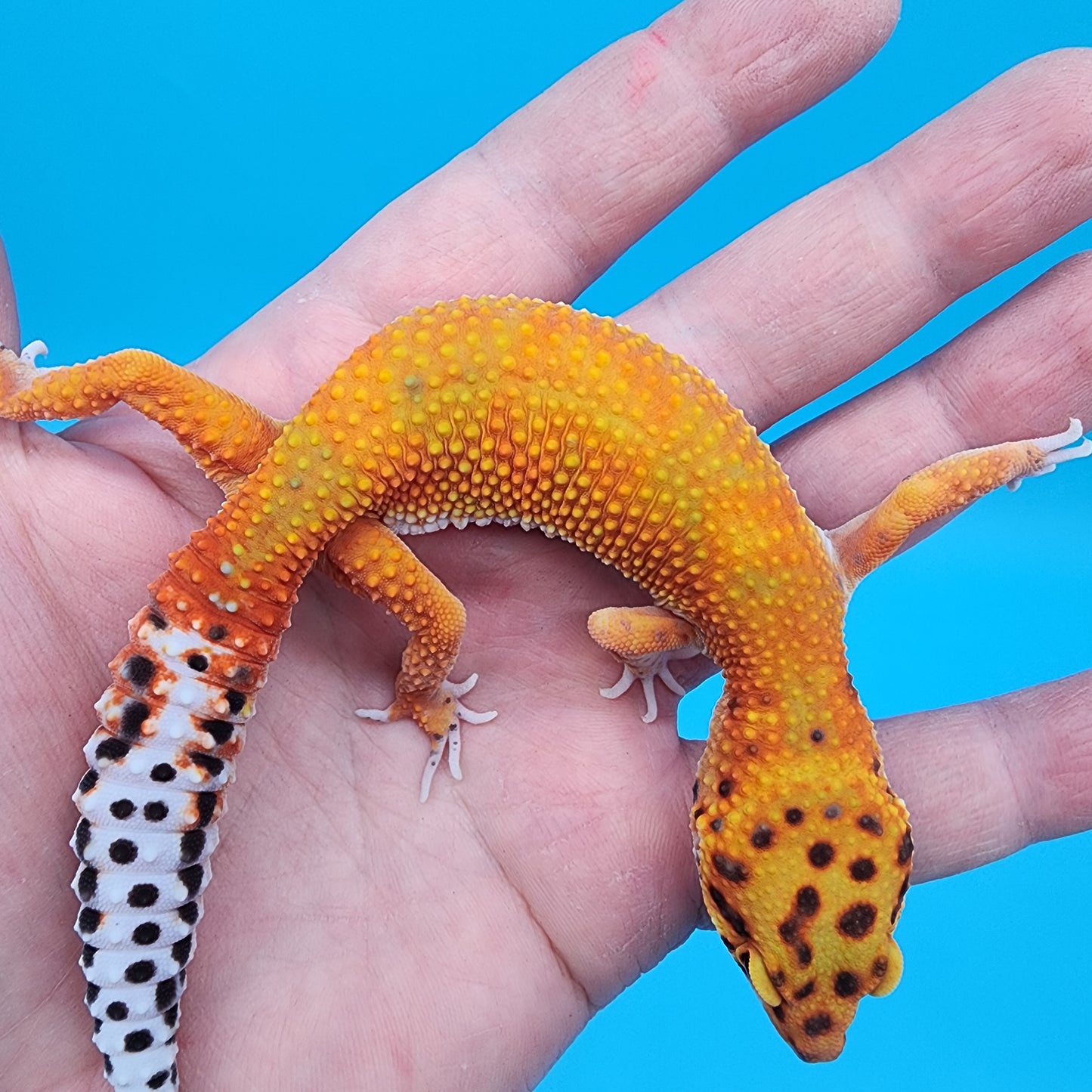 Female Red Diamond Mandarin Inferno Emerine
