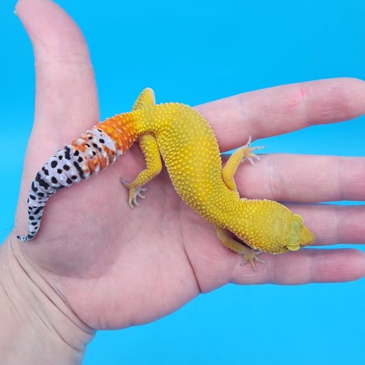 Female Giant Super Hypo Blood