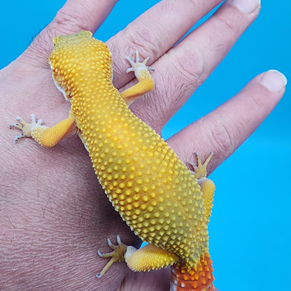 Female Giant Super Hypo Blood