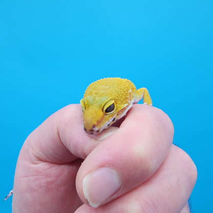 Female Giant Super Hypo Blood