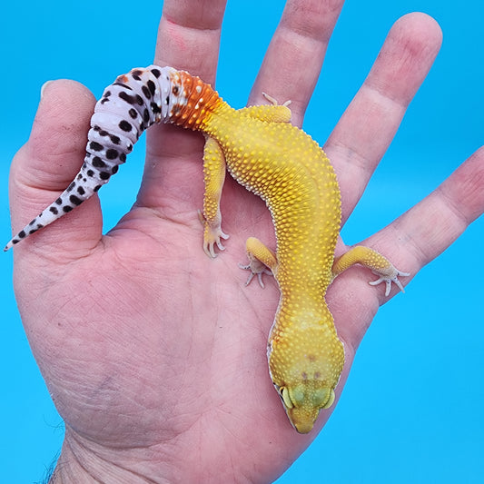 Female Giant Super Hypo Blood