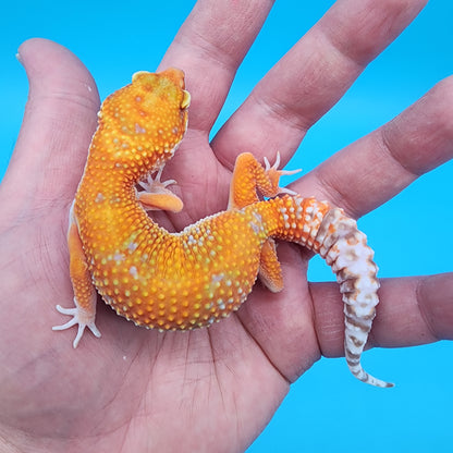 Female Mandarin Inferno Tremper Albino (ovulating)