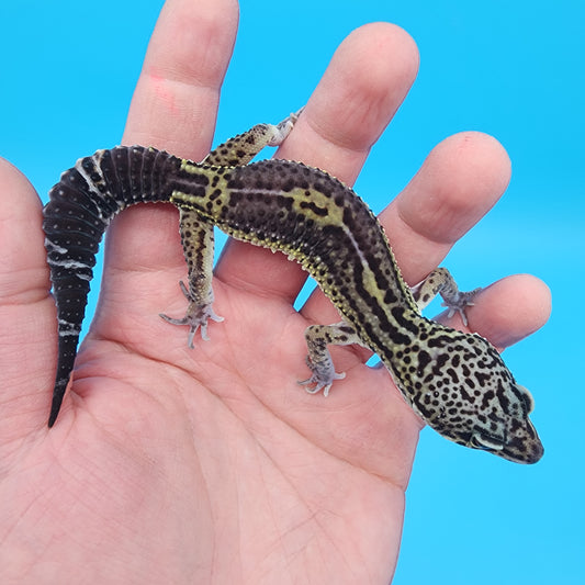 Male 75% Black Night 25% Afghanicus (C-Tier)
