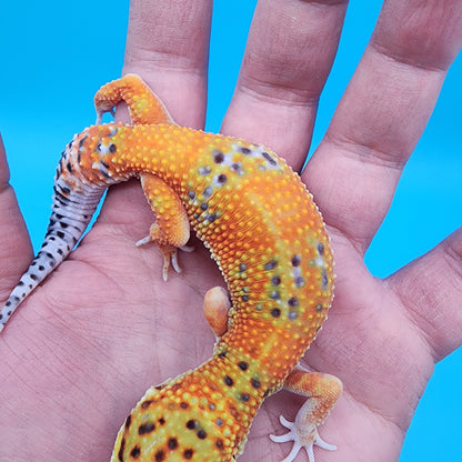 Female Mandarin Inferno Clown 100% Het Tremper Albino