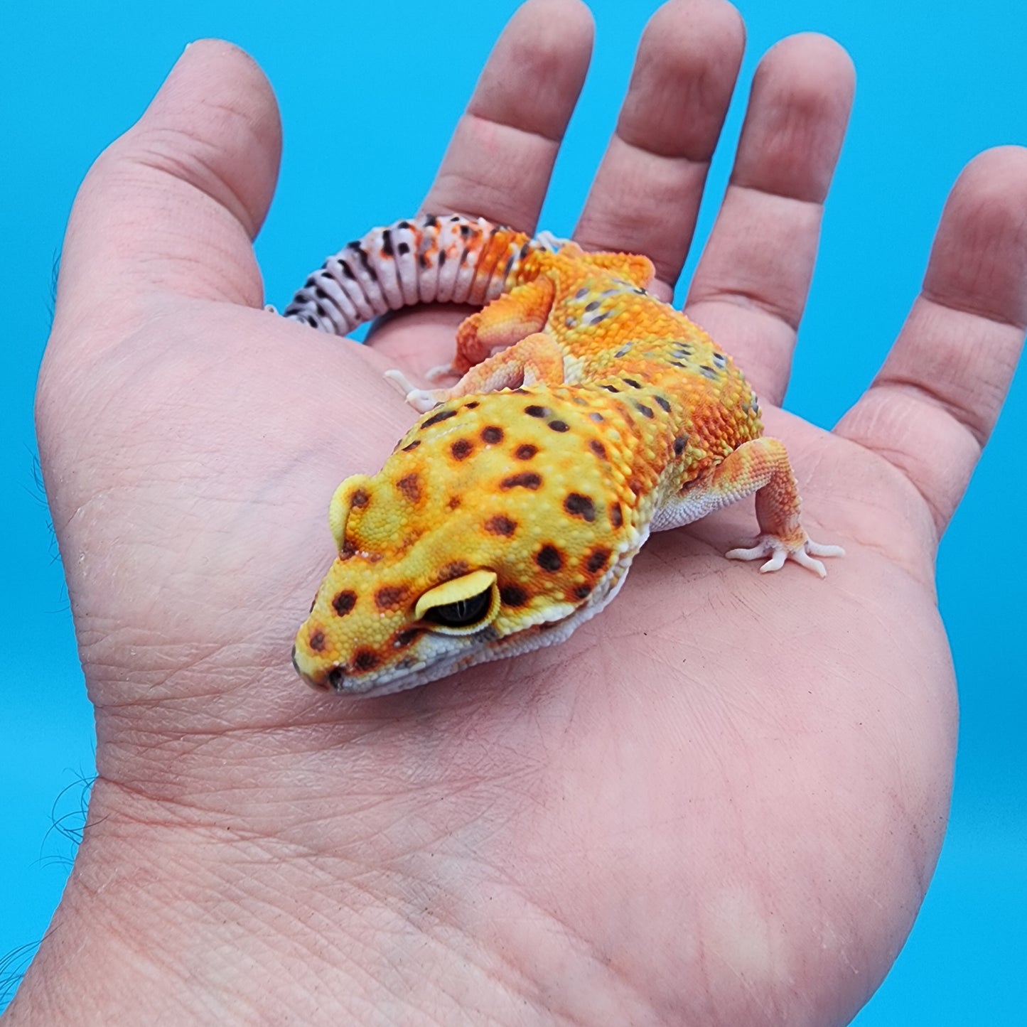Female Mandarin Inferno Clown 100% Het Tremper Albino