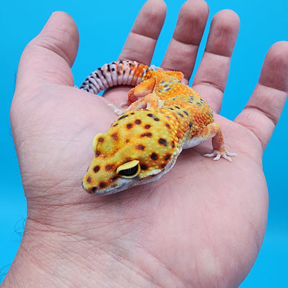 Female Mandarin Inferno Clown 100% Het Tremper Albino