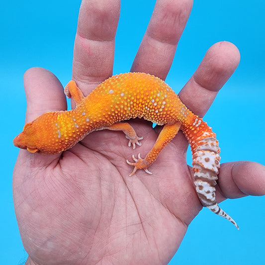 Female Mandarin Inferno Tremper Albino