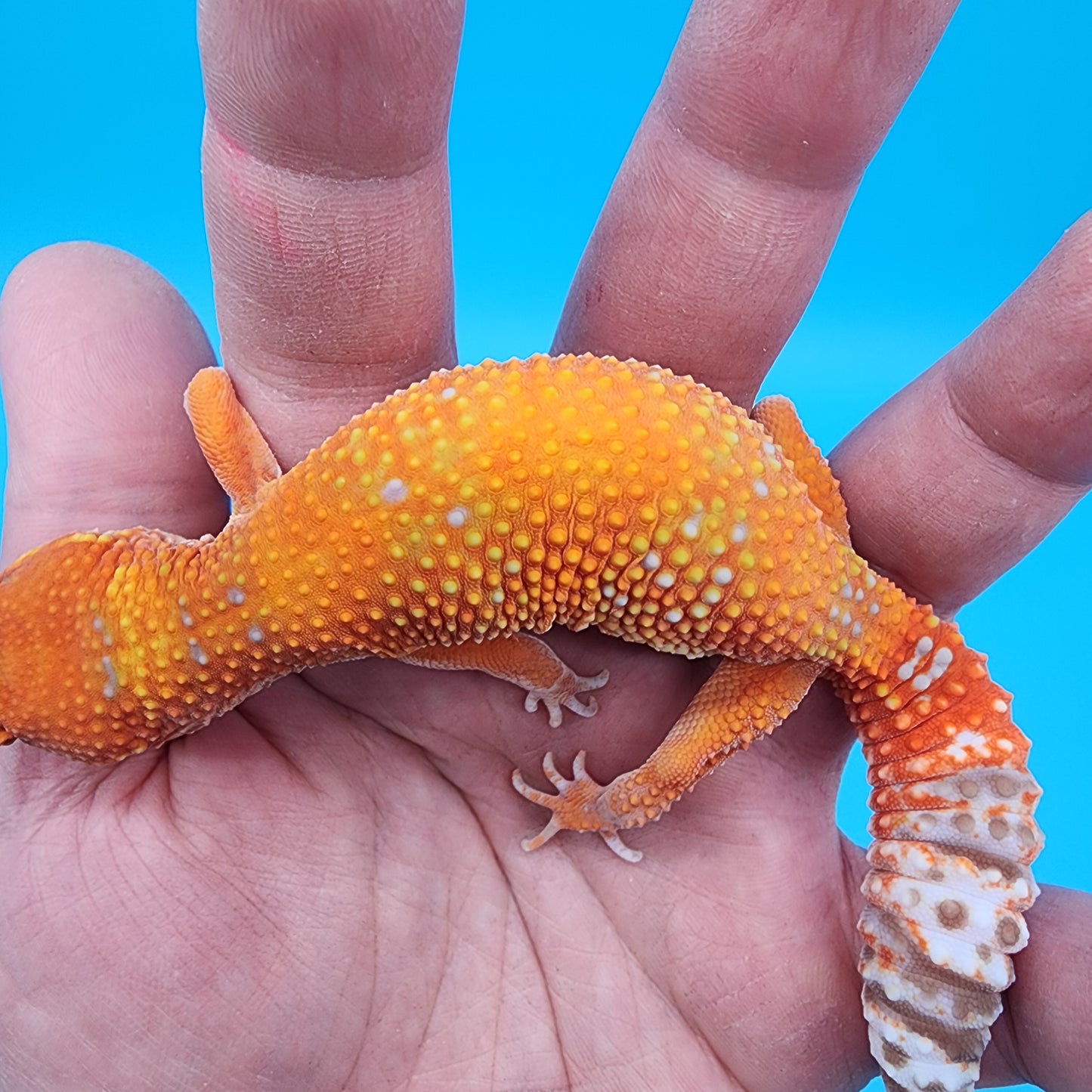 Female Mandarin Inferno Tremper Albino
