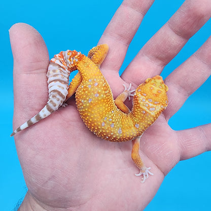 Female Mandarin Inferno Tremper Albino