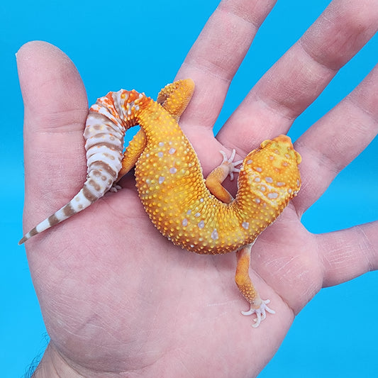 Female Mandarin Inferno Tremper Albino