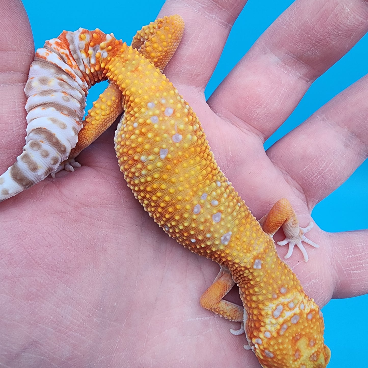 Female Mandarin Inferno Tremper Albino