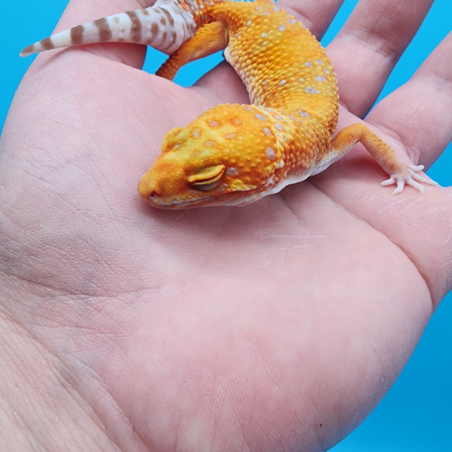 Female Mandarin Inferno Tremper Albino