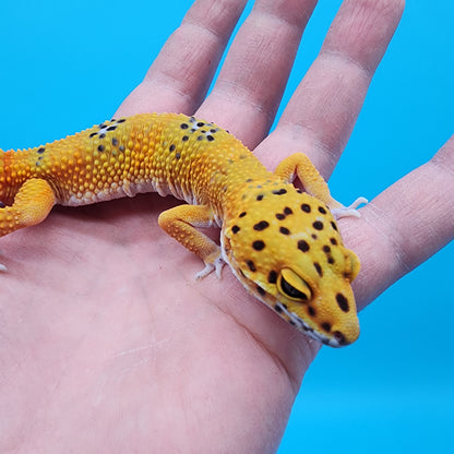 Female Giant Blood Bold Emerine