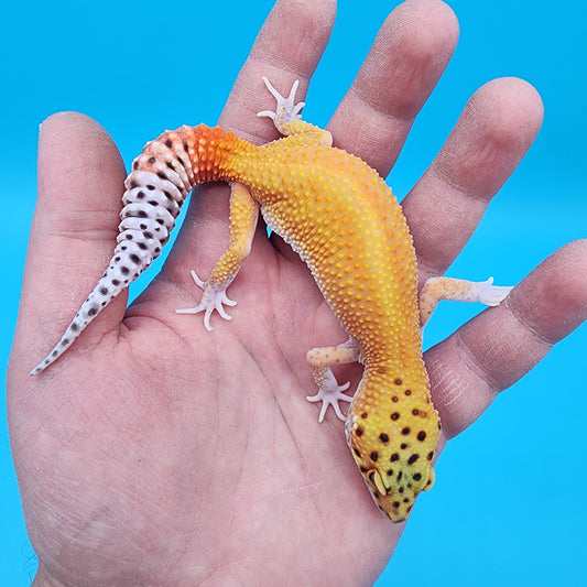 Female Clown Inferno Eclipse (partial eye shading variant; ovulating)