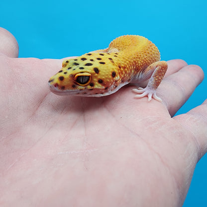 Female Clown Inferno Eclipse (partial eye shading variant; ovulating)