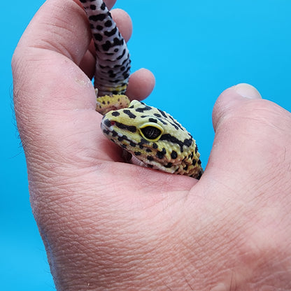 Female Cheetah