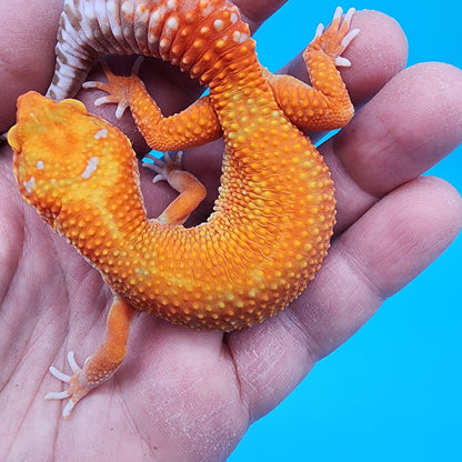 Female Mandarin Inferno Tremper Albino Emerine
