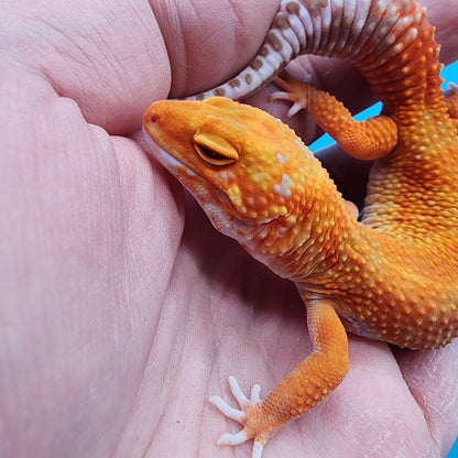 Female Mandarin Inferno Tremper Albino Emerine