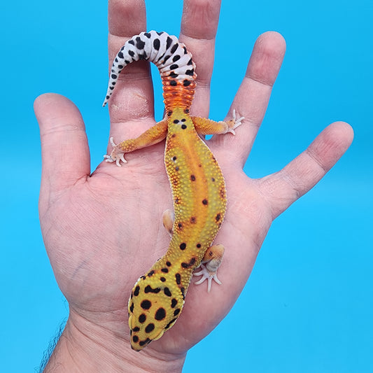 Female Clown Inferno Red Stripe