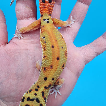 Female Clown Inferno Red Stripe
