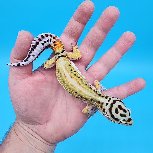 Male Hyper Xanthic Bold Stripe Red Stripe Bandit Pos. W&Y (with some tail striping)