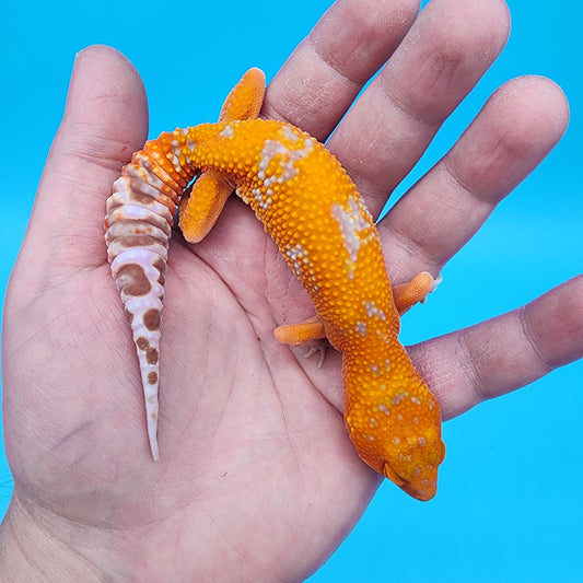 Female Mandarin Inferno Tremper Albino