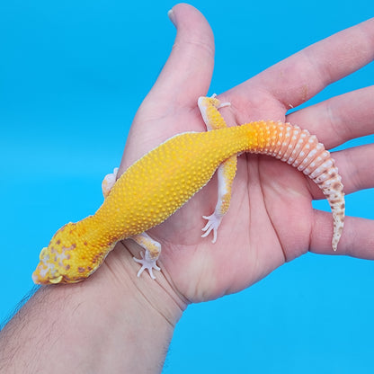 Male Super Giant Blood RADAR (75% shaded eyes, PIED feet/head)