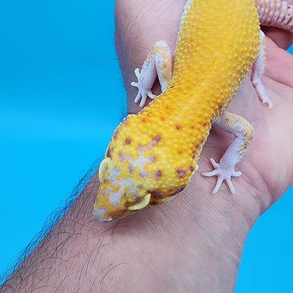 Male Super Giant Blood RADAR (75% shaded eyes, PIED feet/head)