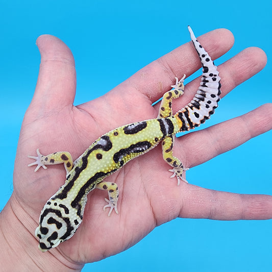 Female Hyper Xanthic Bold Bandit Jungle