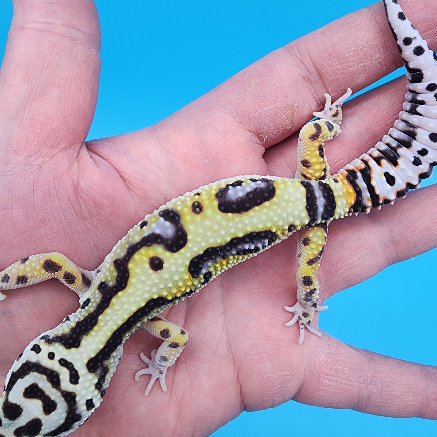Female Hyper Xanthic Bold Bandit Jungle