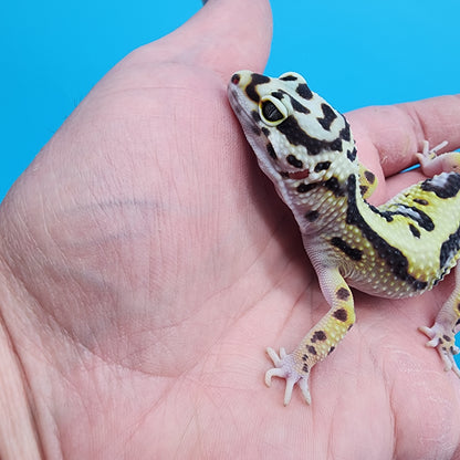Female Hyper Xanthic Bold Bandit Jungle