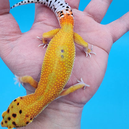 Female Mandarin Inferno Hypo Hyper Xanthic Jungle Emerine 100% Het Tremper Albino Possible W&Y