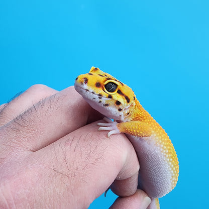 Female Mandarin Inferno Hypo Hyper Xanthic Jungle Emerine 100% Het Tremper Albino Possible W&Y