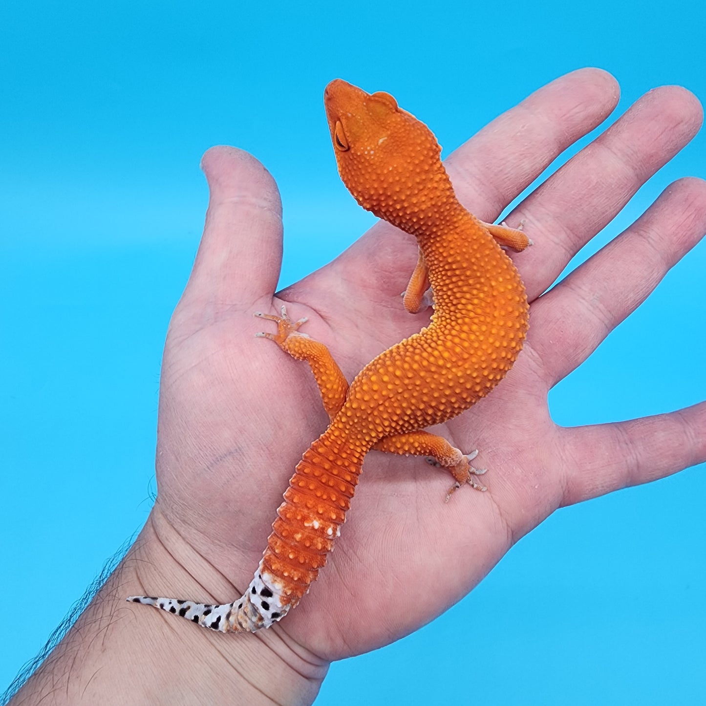 Female Red Dragon (Mandarin Inferno Super Hypo)
